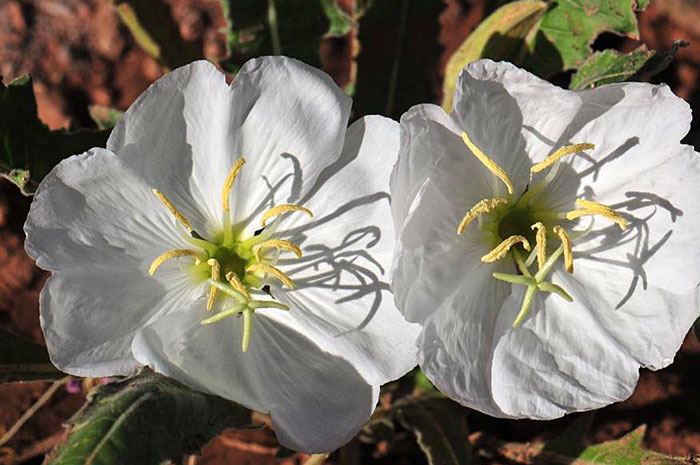 Oenothera caespitosa, note 4 parted stigma standing above the anthers. Tufted Evening Primrose